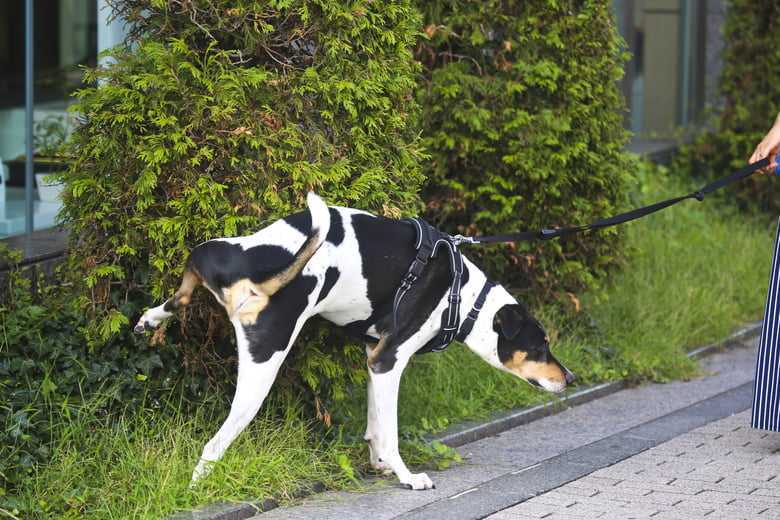 Проблемы с мочеиспусканием у собак: что нужно об этом знать