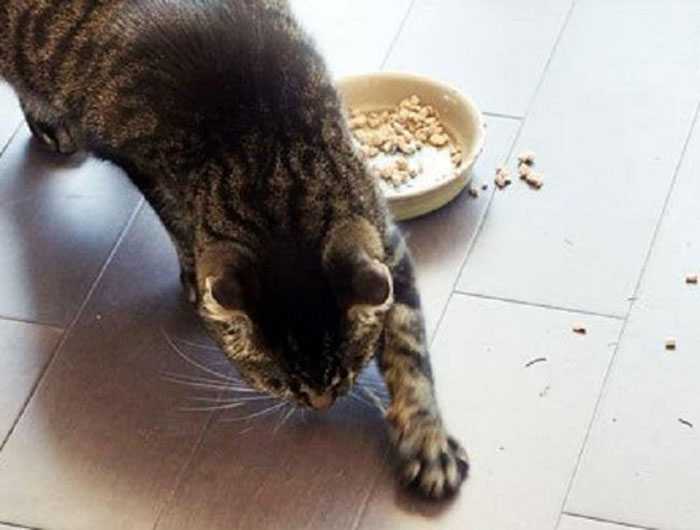 Что делать, если кот не ест: возвращаем аппетит