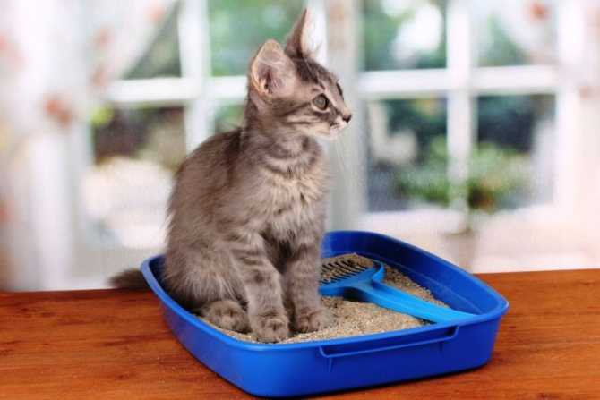 Как приучить кошку к лотку: рекомендации для владельцев взрослых животных и котят