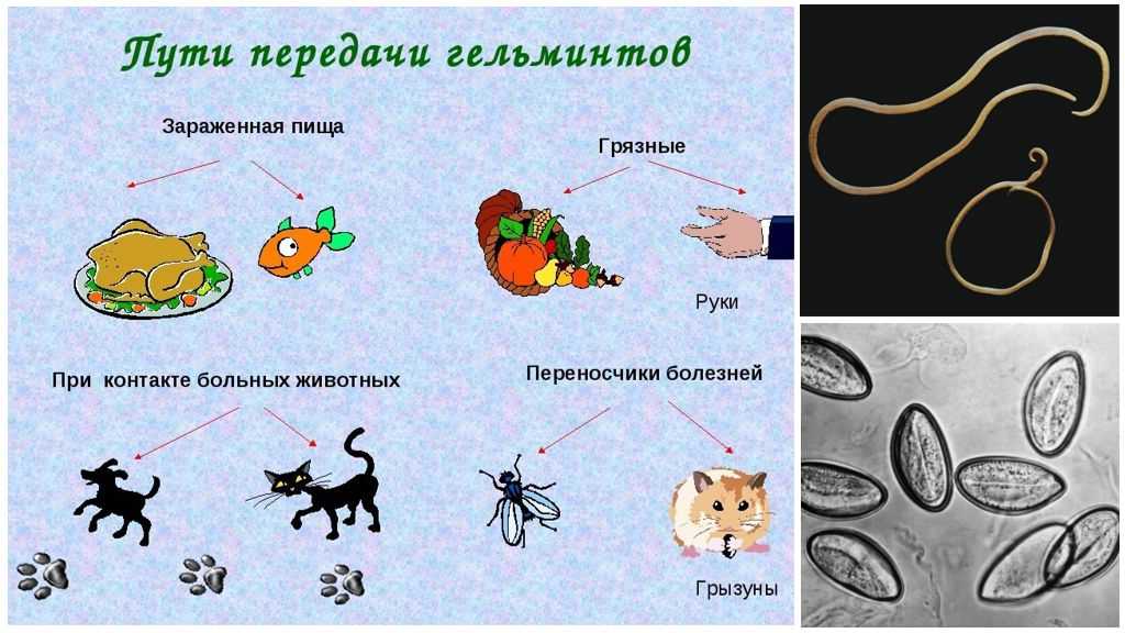 Какими глистами может заразиться человек от кошки