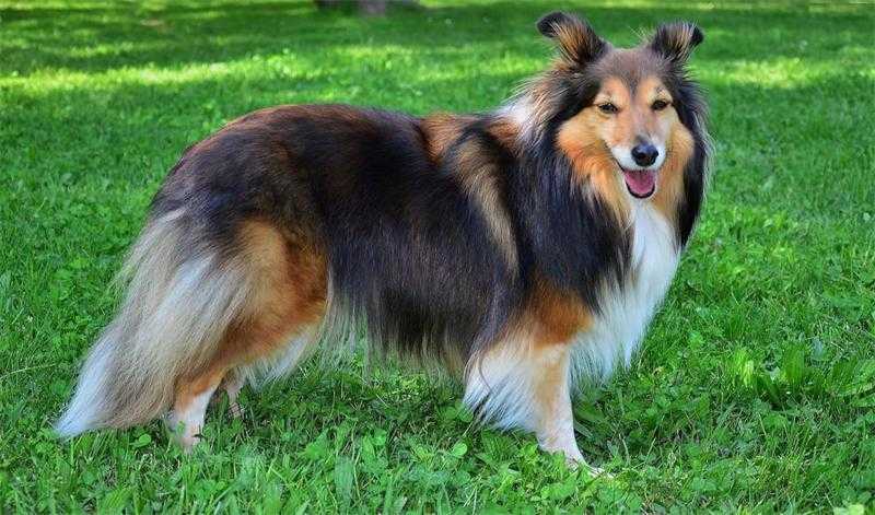 Шелти — описание породы, характеристика и описание собаки