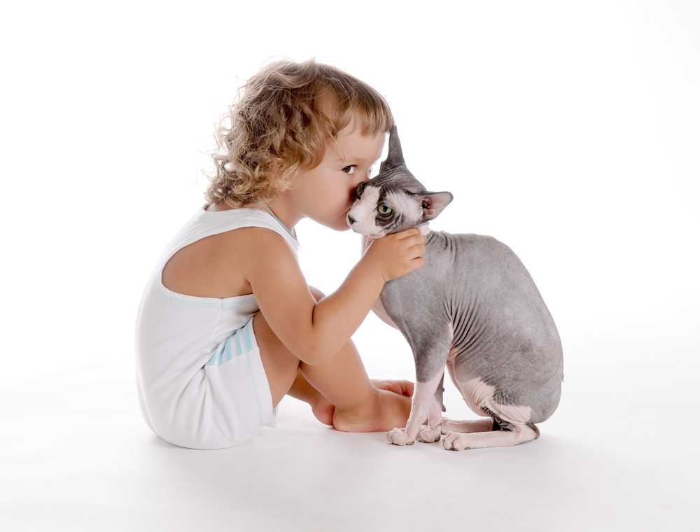 Лучшие породы кошек для ваших детей (+ фото)