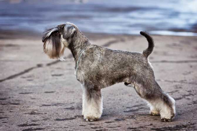 Собака миттельшнауцер - описание породы, уход, болезни