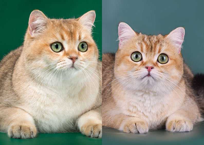 Золотая шиншилла кошка. описание, уход и цена породы золотая шиншилла