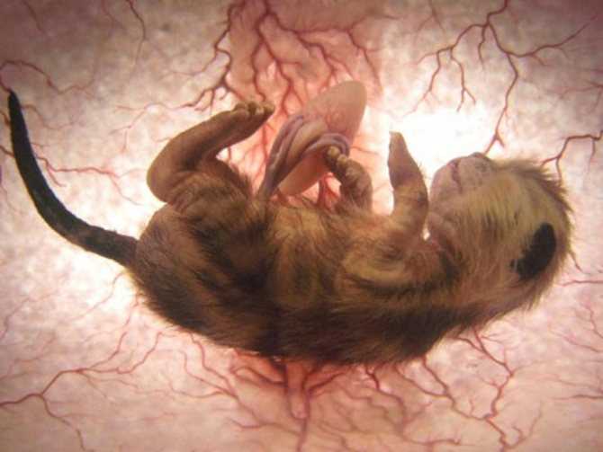 Беременность у кошки по неделям сколько длиться, фото, видео, форум, как протекает. как определить беременность у кошки в домашних условиях