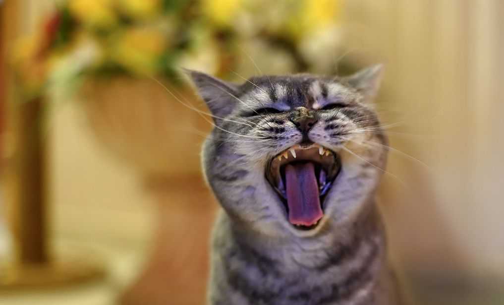 Почему кошки кричат?