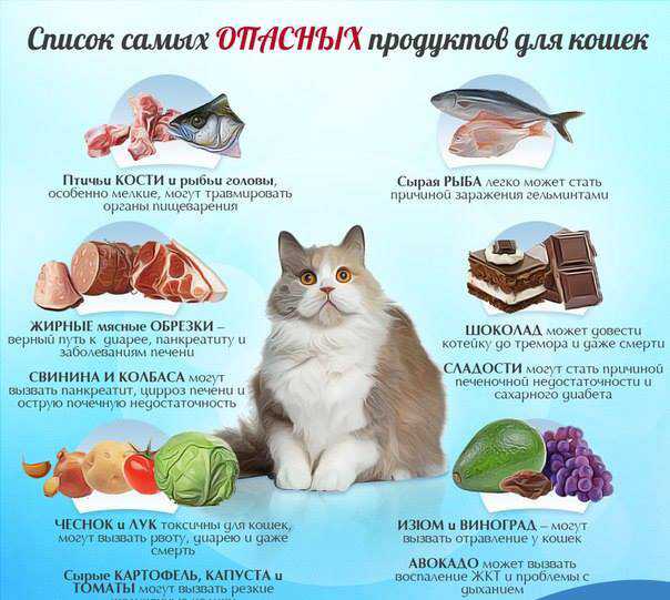 Почему кастрированным котам нельзя рыбу, что им можно есть