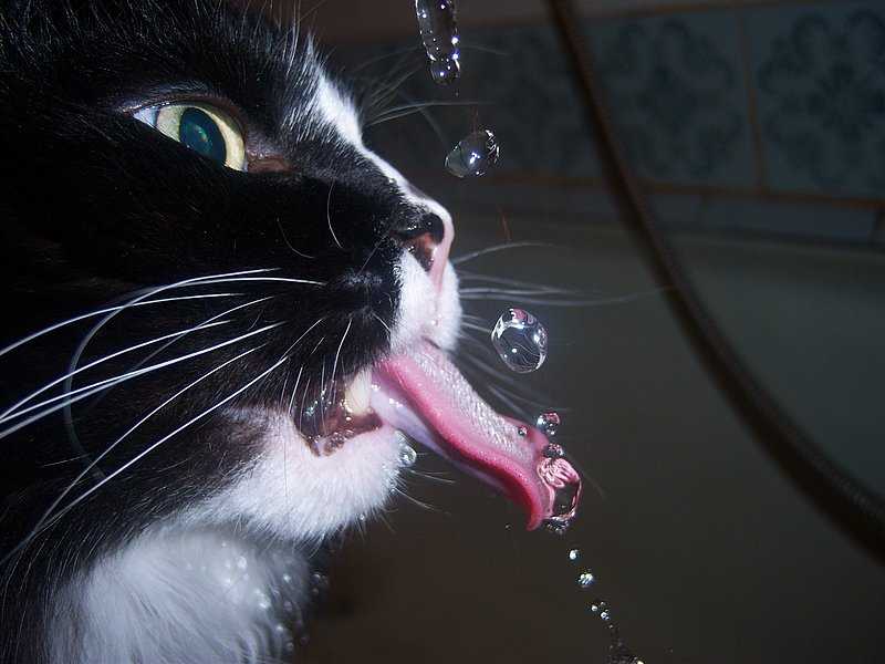 Течет вода изо рта. Кошка облизывается. Слюнявый кот. Коты со слюной.