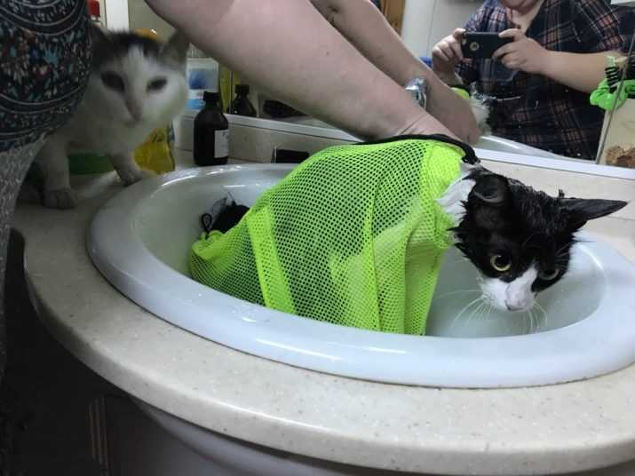 Мытье кошки: правила и рекомендации. можно ли мыть кошку обычным шампунем для людей или мылом? мыть кота французским фейри