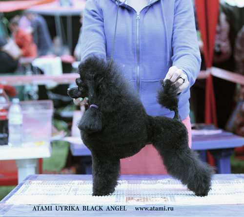 Королевский пудель (35 фото): описание больших пуделей черного и белого, коричневого и другого окраса. особенности породы. стрижка собак
