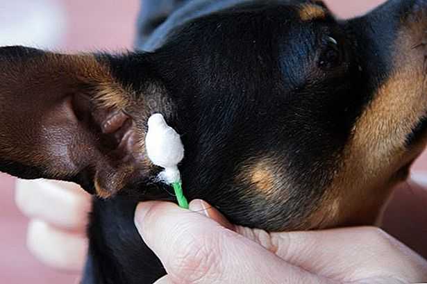 Как чистить уши собаке: основные правила и инструкция