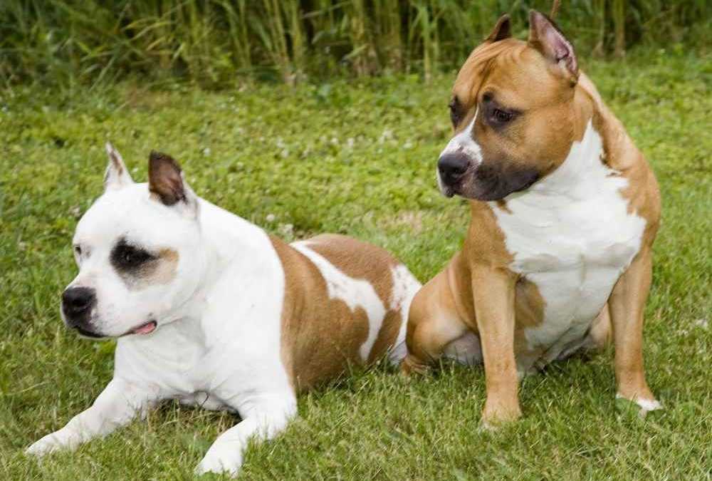 Стаффордширский терьер — порода собак американский стафф терьер для дома с детьми