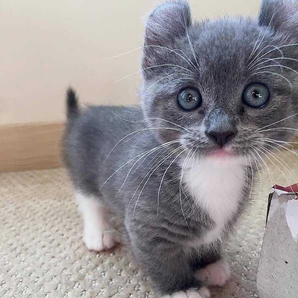 Кошки с круглыми ушами – список и описание пород