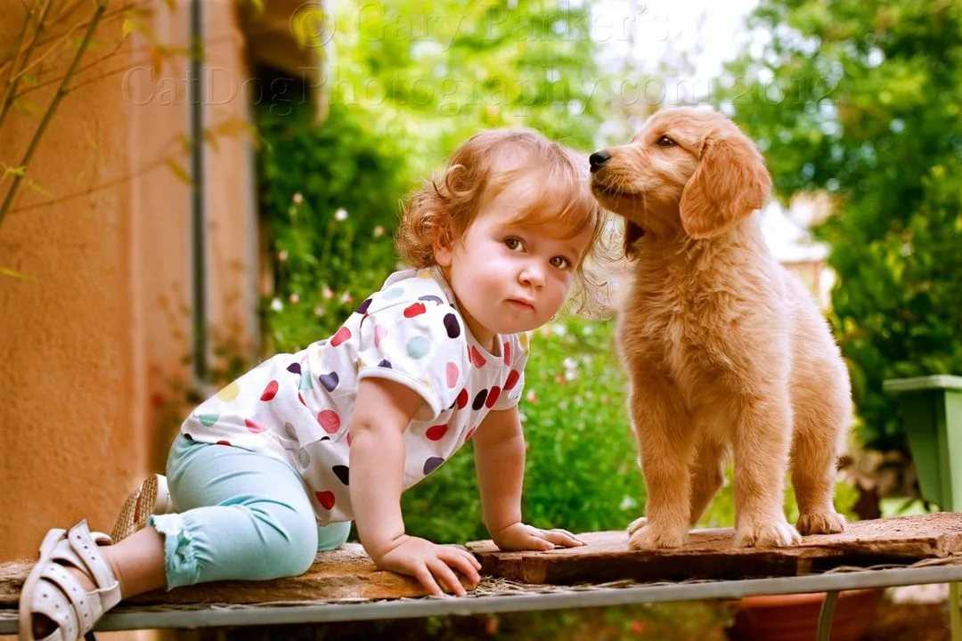 Самая маленькая в мире собака: порода, цена. топ 20 пород самых маленьких собак в мире