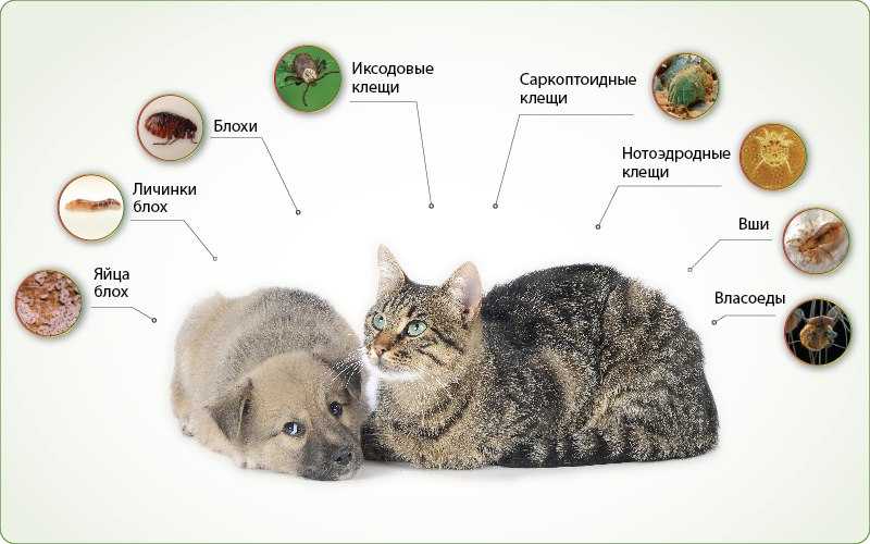 Виды паразитов, передающиеся от кошки к человеку