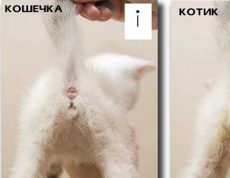 Как определить пол котенка: лучшие способы, как понять пол новорожденного котенка