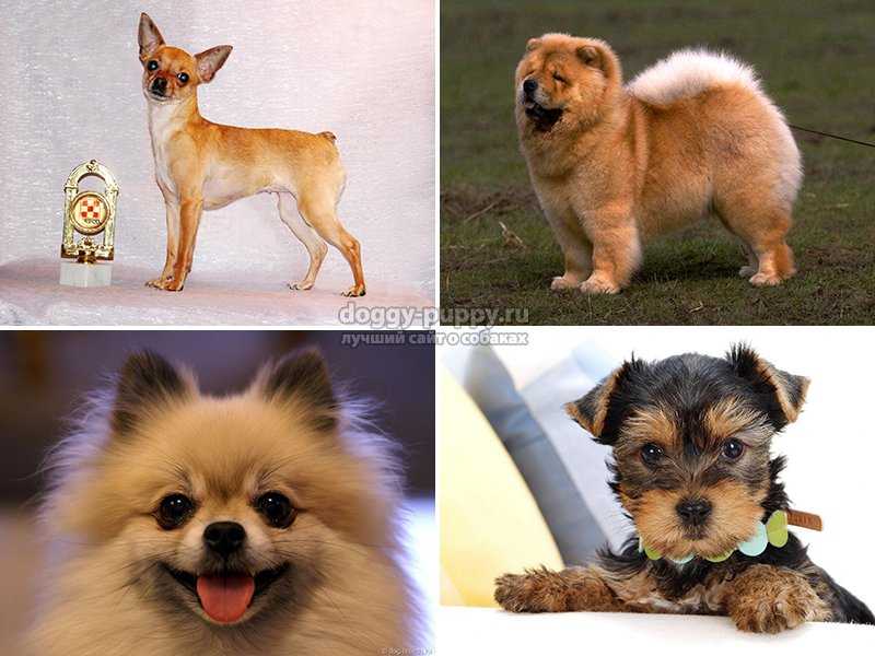 Собаки маленького размера: породы с названием, описанием и фото