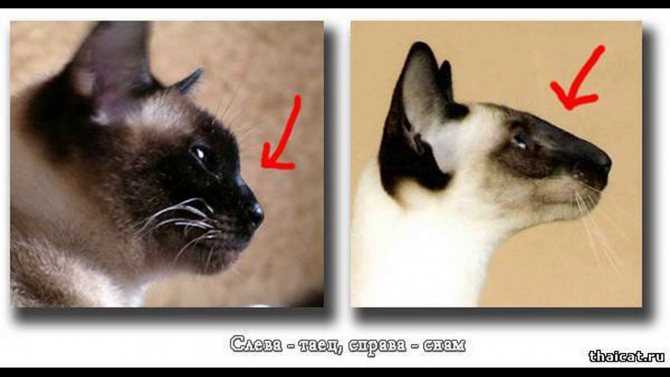 Сиамская кошка: описание породы, характер и повадки, отзывы владельцев, фото, выбор котенка, отличие от тайских котов