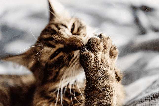 8 причин, почему кошка кусает пальцы - решения