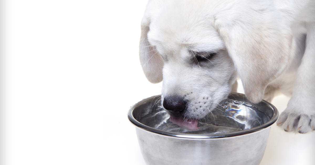Сколько пьют щенки. Собака лакает. Миски для щенков. Собака лакает воду. Собака пьет воду из миски.