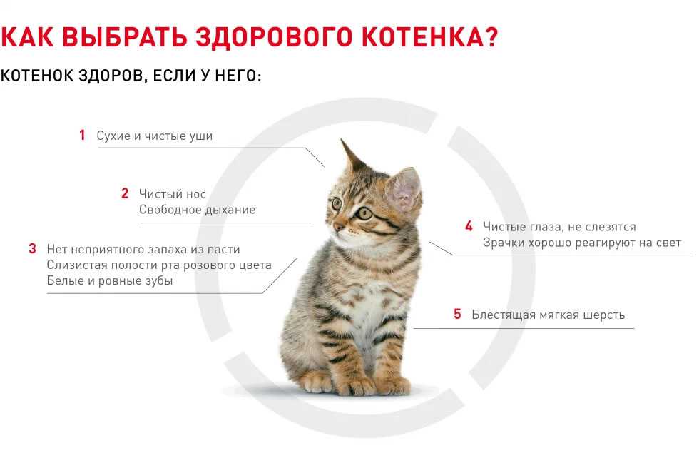 Как воспитывать котенка — топ-10 рекомендаций от заводчиков, как правильно содержать котенка, чтобы он был ласковым и ручным