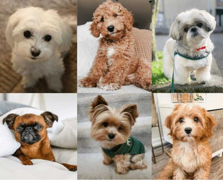 Породы собак для квартиры (66 фото): какую лучше завести? как выбрать спокойную домашнюю собаку? правила содержания квартирных собак