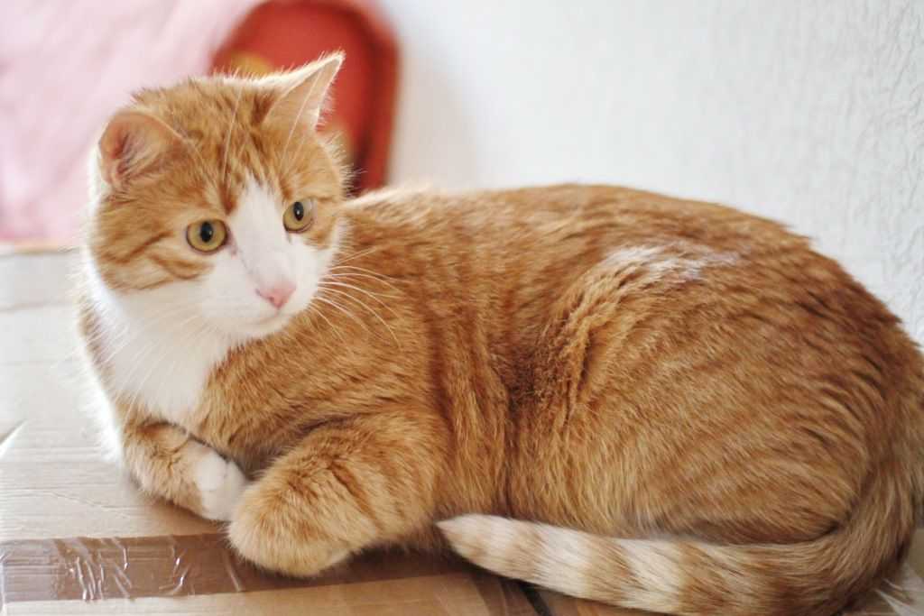 12 примет и поверий о рыжих котах: что они несут в дом и семью