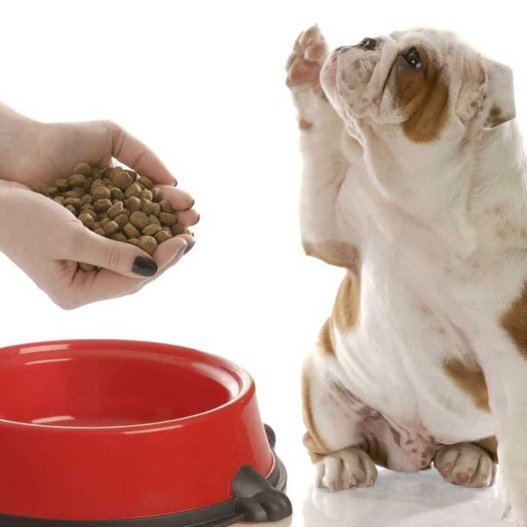 Собака перестала есть сухой корм: ест только размоченный корм, отказывается от привычного корма, как правильно подобрать корм