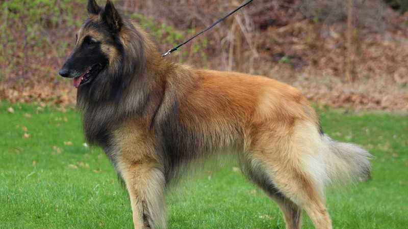Бельгийская овчарка: фото породы собак (малинуа, грюнендаль), характер и особенности
