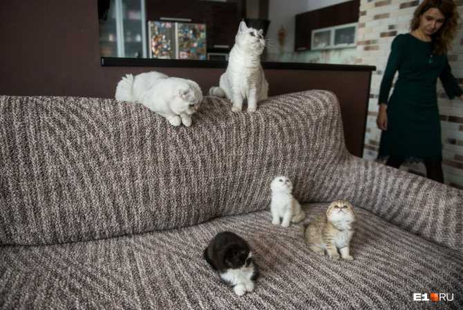 Самые большие кошки в мире - топ 10 с фото - kisa.su