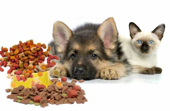Можно ли кошкам давать собачий корм: ответы на основные вопросы
можно ли кошкам давать собачий корм: ответы на основные вопросы