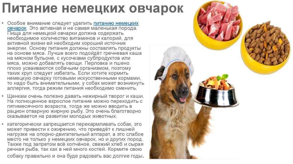 Питание собаки – какие нормы еды?