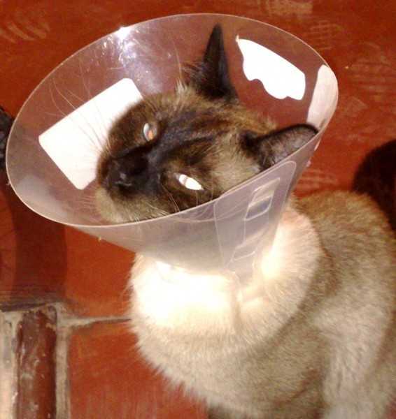 Кастрация кота в ветеринарной клинике.