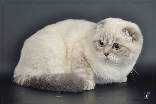 Сиамская кошка - описание, фото, цена, характер, уход, видео | сайт «мурло»