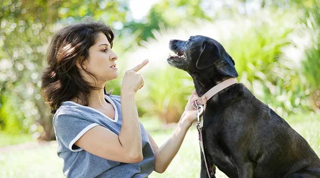 Как научить собаку или щенка команде «голос»: советы для начинающих собаководов, 6 методов обучения команде, разбор ошибок