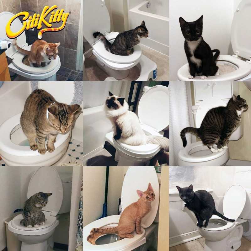 Как приучить кота или кошку к унитазу после лотка, научить котенка ходить в туалет в квартире, можно ли сделать это за 1 день