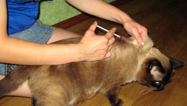 В данной статье вы найдете все ответы на вопрос: «Как сделать укол кошке в холку» и не только. Для начала стоит разобраться с самой сущностью проведения уколов у животных.