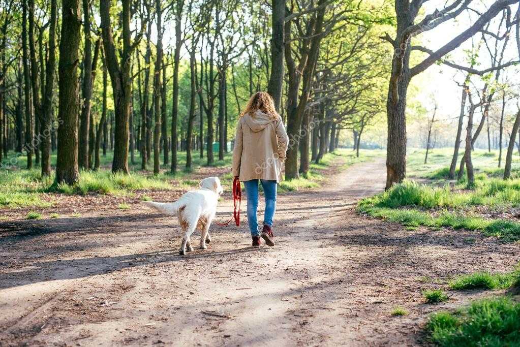 Как правильно организовать прогулку с собакой