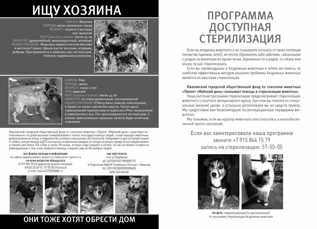 Как правильно выбрать щенка, породистого или беспородного: как определиться с породой и классом, какие документы и прививки должны быть у щенка