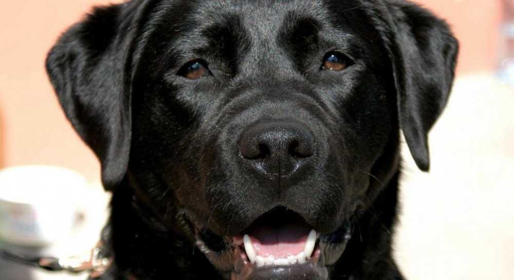 Лабрадор ретривер 🐕: описание породы, характер, содержание и уход, фото собаки