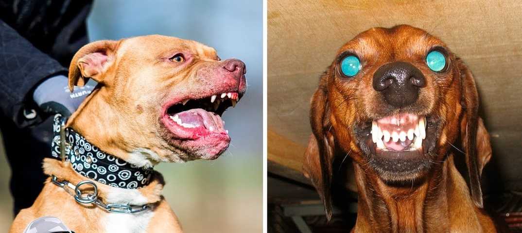 Агрессивные породы собак. описание, названия и фото самых агрессивных собак | животный мир