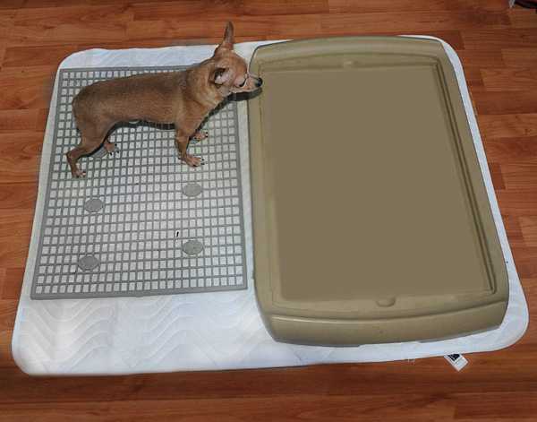 Как приучить щенка ходить на пеленку и к лотку: туалет в квартире для собаки