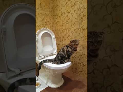 Многие владельцы интересуются, сколько раз кошка должна ходить в туалет Это зависит от многих факторов. В первую очередь от возраста, затем – от услових