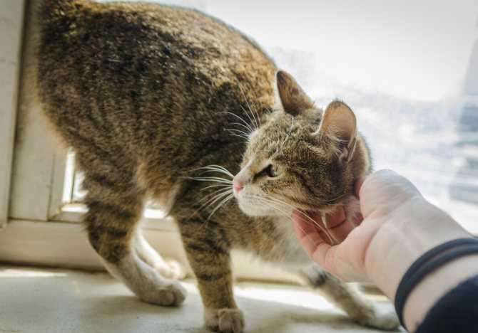 Кот ест много и постоянно просит добавки даже после еды: почему животное не наедается?