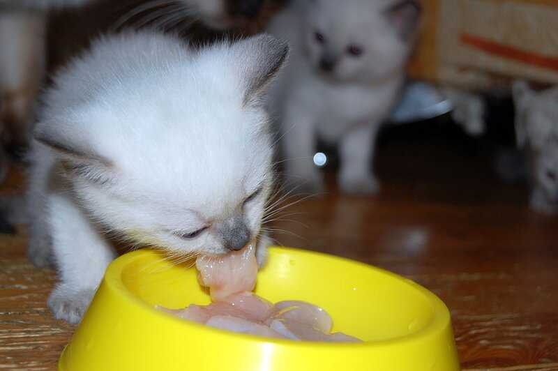 Приучаем кота к домашней еде
