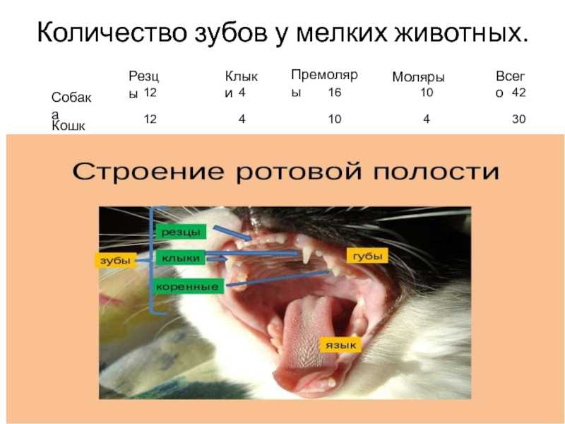 Смена молочных зубов у котят: возраст и симптомы, у кошек и котов