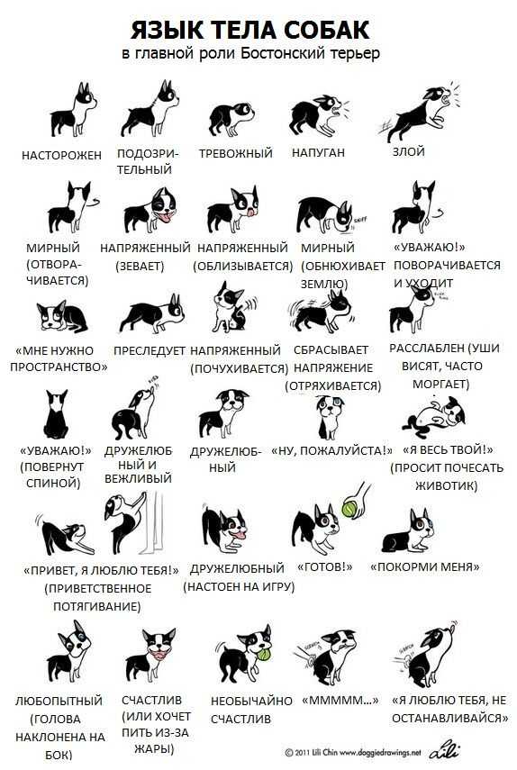 Интересные команды для собак: дрессировка, полезные советы, команды, кувырок, умри, туалет, поклон, назад, вертись
