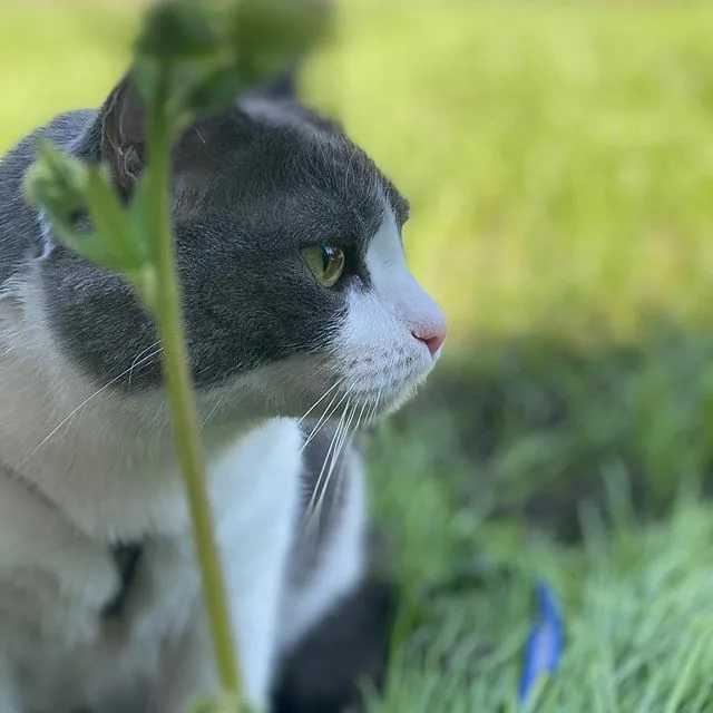 Зачем кошке нужна трава