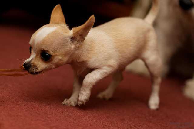 Почему собака породы чихуахуа хрюкают