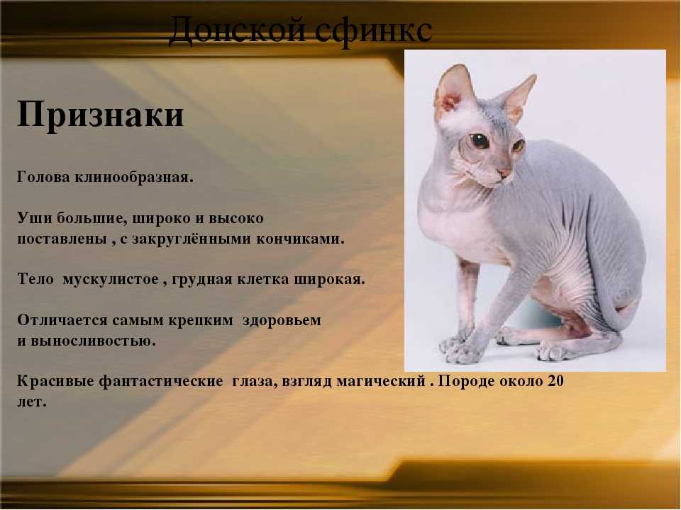 Кошка сфинкс: характер, описание, характеристика породы